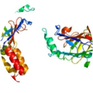 Mothers against decapentaplegic homolog 2