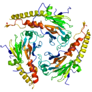 Mothers against decapentaplegic homolog 4 - Protein