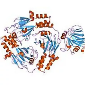 Mothers against decapentaplegic homolog 5 - Protein
