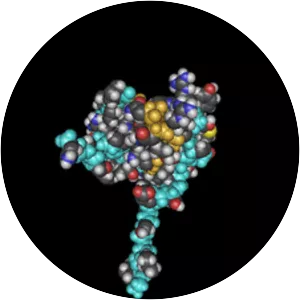 Mothers against decapentaplegic homolog 7