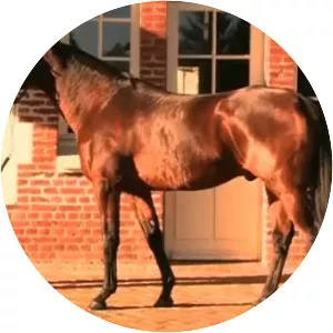 Motivator - Horse