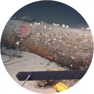 Motor Torpedo Boat PT109