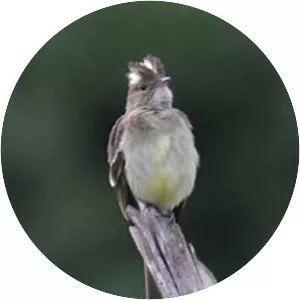 Mottle-backed elaenia