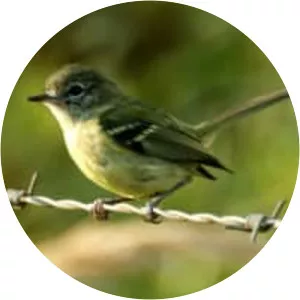 Mottle-cheeked tyrannulet
