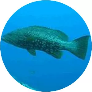 Mottled grouper