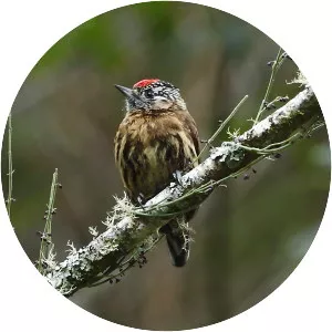 Mottled piculet - Bird