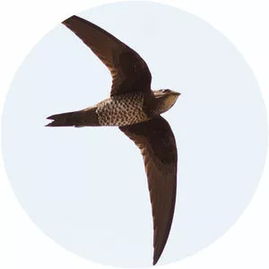 Mottled swift - 