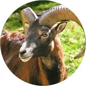 Mouflon