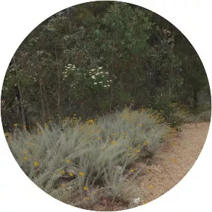 Mount Disappointment