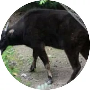 Mountain Anoa - Animal