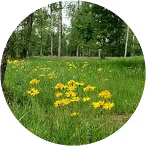 Mountain arnica
