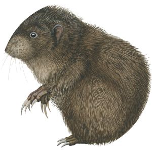 Mountain beaver