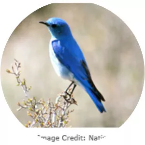 Mountain bluebird