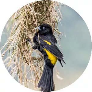 Mountain cacique - Bird