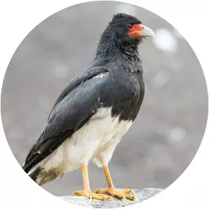 Mountain caracara