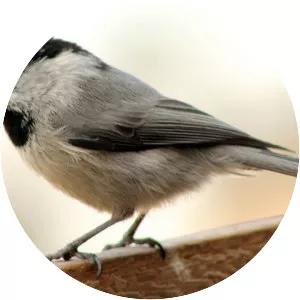 Mountain chickadee