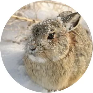 Mountain cottontail