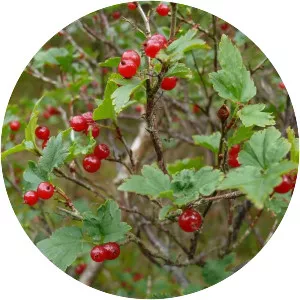 Mountain currant