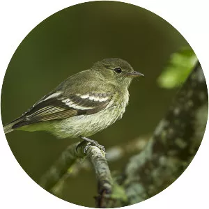 Mountain elaenia
