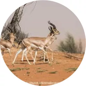Mountain gazelle - Animal
