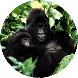 Mountain gorilla
