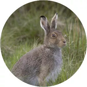 Mountain hare