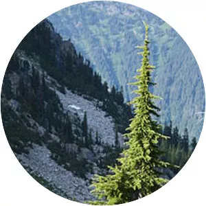 Mountain hemlock