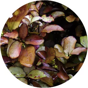 Mountain horopito - Plants