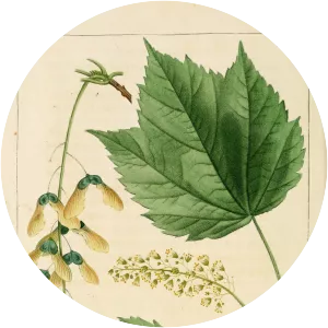 Mountain maple