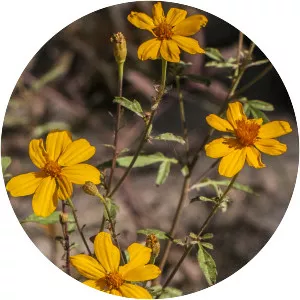 Mountain marigold