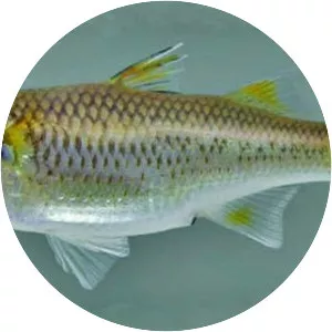 Mountain mullet - 