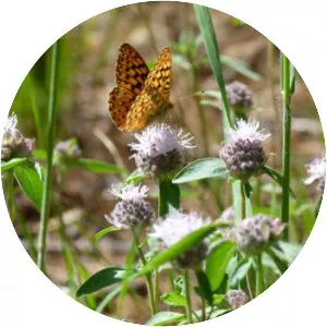 Mountain pennyroyal - Plants