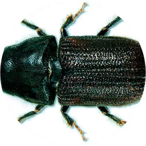 Mountain pine beetle