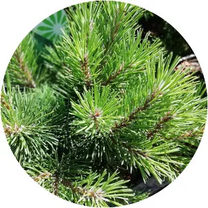 Mountain pine - Plants