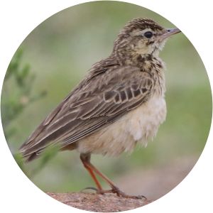 Mountain pipit - Birds