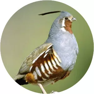 Mountain quail