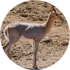 Mountain reedbuck - Animal