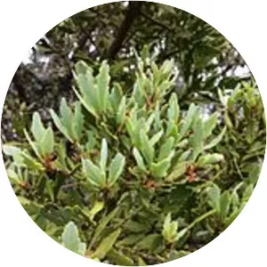 Mountain toatoa - Plants