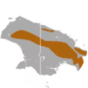 Mountain tube-nosed fruit bat