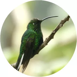 Mountain velvetbreast