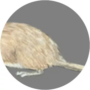 Mountain viscacha rat - 