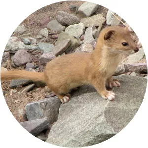 Mountain weasel - Animal