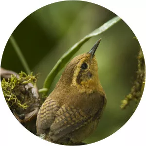 Mountain wren - Bird