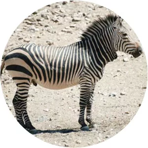 Mountain zebra