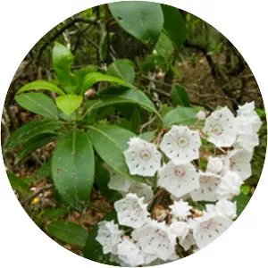 Mountainlaurel