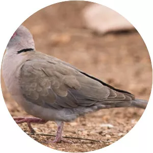 Mourning collared dove