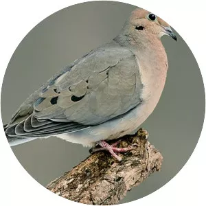 Mourning dove