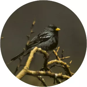 Mourning sierra finch