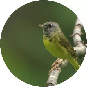Mourning warbler