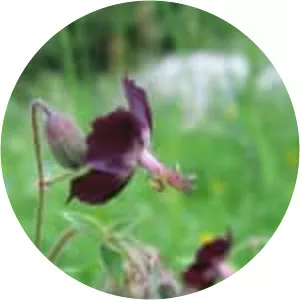 Mourning widow - Plants